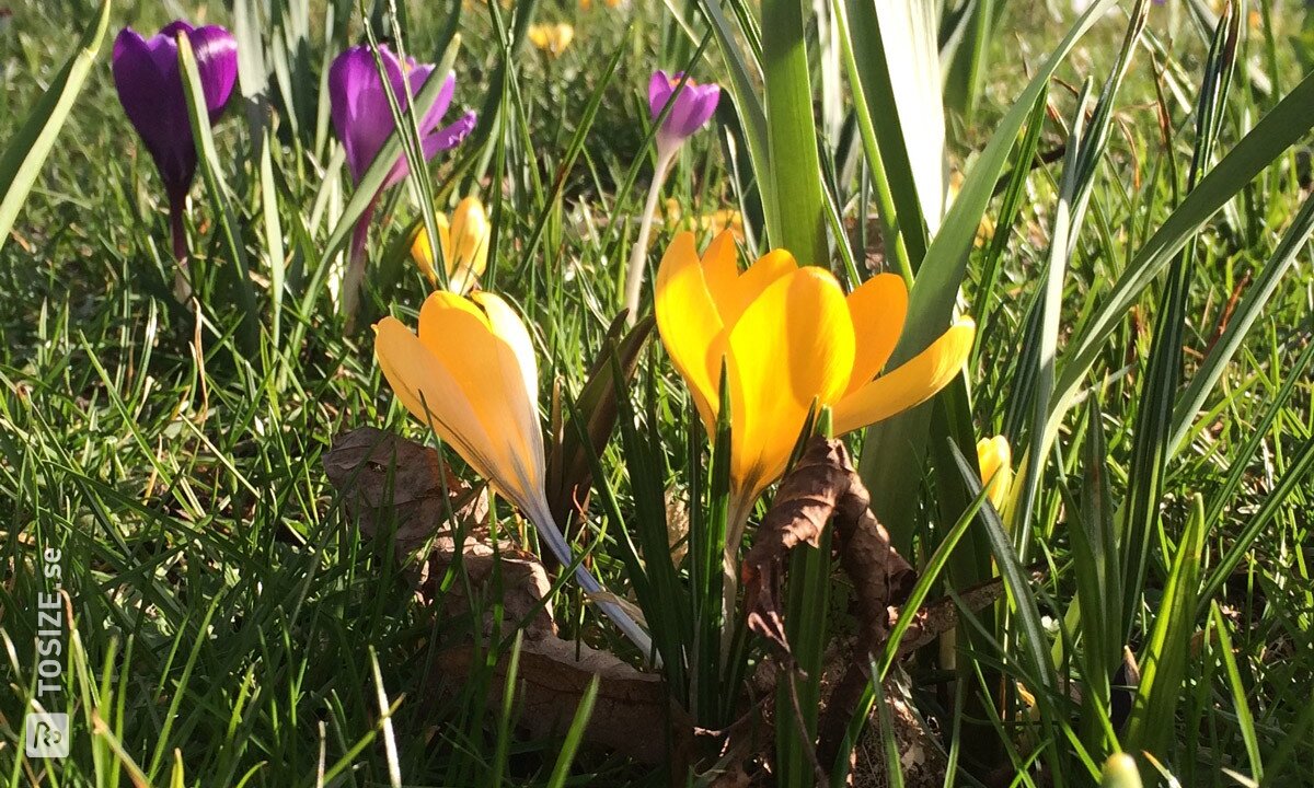 Tulip field